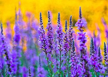 《米卡与魔女之山》2025年3月登陆PS5 小魔女送快递