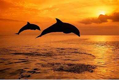 动物保护组织谴责《孤岛惊魂6》斗鸡游戏过于残忍